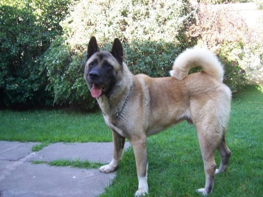 el es douglas es papa de botas, un perrito igual a el pero de 2 meses el es douglas es papa de botas, un perrito igual a el pero de 2 meses